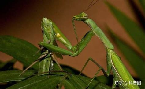 螳螂为什么要吃掉自己的配偶 母螳螂为什么要吃自己的“丈夫”，“丈夫”能逃脱妻子的魔掌吗？ | 说明书网