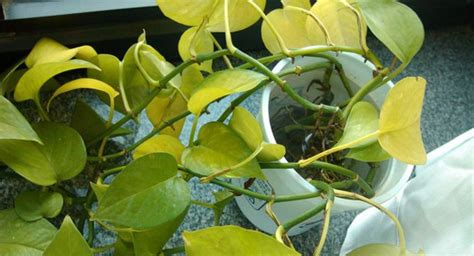 室内植物叶子发黄掉落，盆栽叶黄常见原因和解决的方法总结