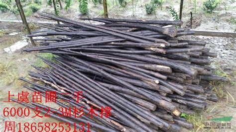 上虞处理出售杉木撑 - - 供应 - 园林资材网