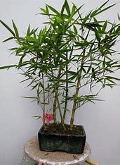 还有比竹子更耐看的植物吗 的图像结果