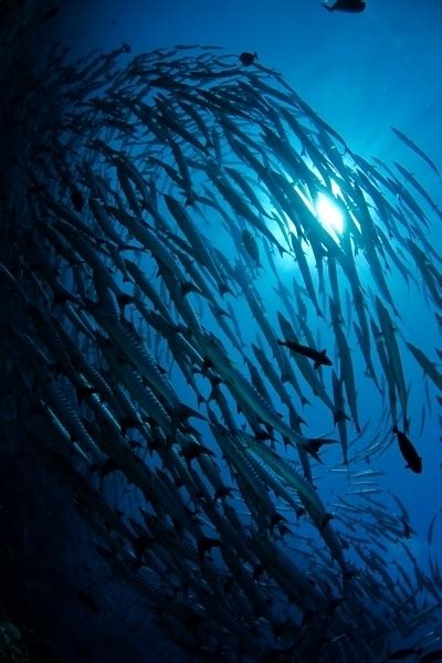 海狼风暴席卷诗巴丹 潜水世界里的麦加_旅游摄影-蜂鸟网