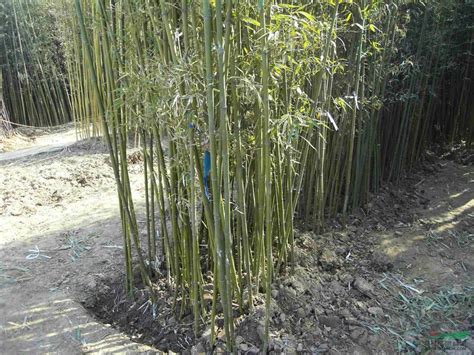 十大名贵竹子品种有哪些（中国珍贵的稀有竹子品种）-花海建设-长景园林网