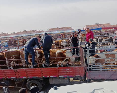 400斤的西门塔尔小牛犊_肉牛销售区-小牛犊价格|牛苗价格|张北牛市场|张北县牲畜市场王成经纪部|