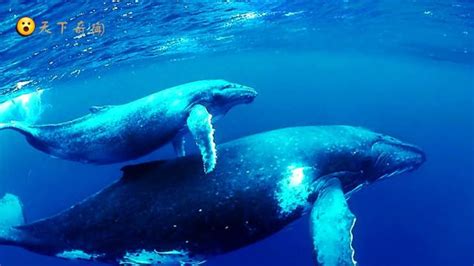 蓝鲸:世界上现存体型最大的动物(相当于非洲象的三十倍)-小狼观天下