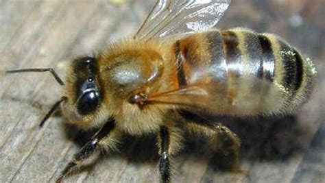 原来蜜蜂不是那么的无私，被“自私基因“驱使的蜜蜂们_工蜂_蜂巢_食物