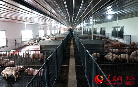 万州：建标准化养猪场 千头小猪住进“别墅”