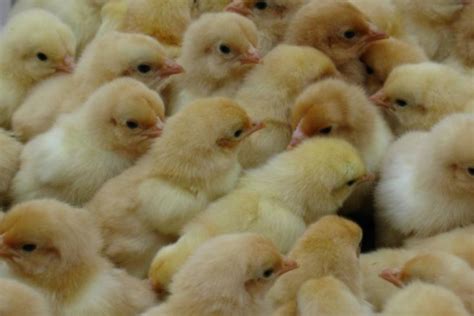 9月份孵化小鸡可以吗，孵化小鸡的最佳温度_生活百科