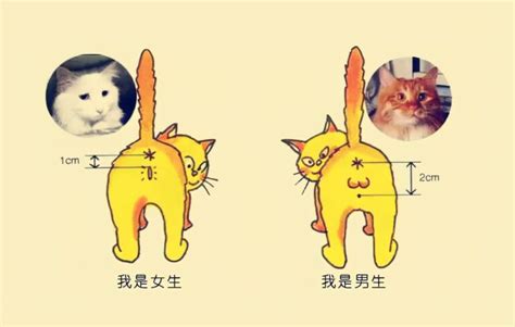 小猫的名字,小猫的名字好听_大山谷图库