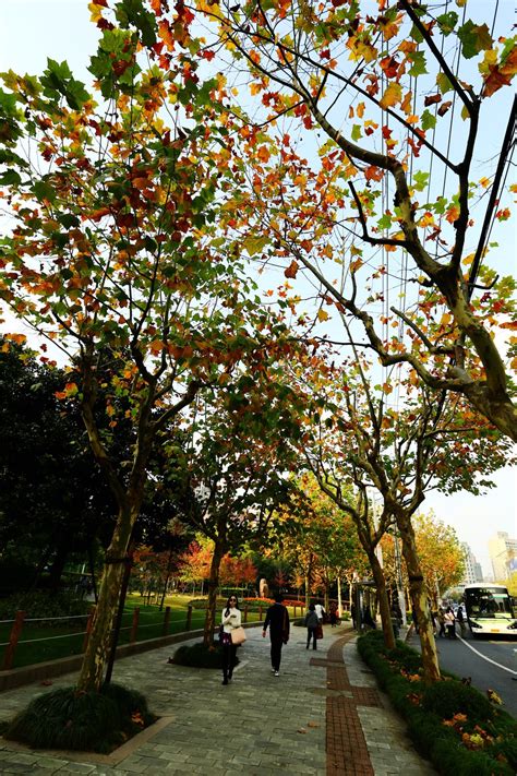 秋季旅游上海哪里好玩？-_大全网