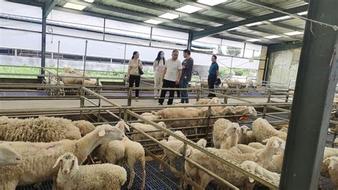 泰安市畜牧兽医事业服务中心 图片新闻 泰安市羊产业服务团到肥城市指导夏季肉羊饲养管理