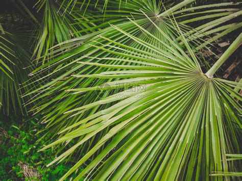 温暖的南方阳光明媚太阳光线穿过棕榈树的叶子棕榈叶特写高清图片下载-正版图片505402013-摄图网