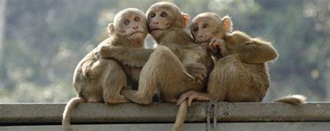 猴子吃什么食物，附寿命有多长，世界上猴子之 - 农敢网