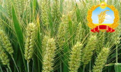 许科168小麦品种简介,百农307小麦简介,麦136小麦品种介绍_大山谷图库