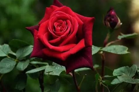 12朵红玫瑰的花语是什么？12朵红玫瑰代表什么意思？-六朵花