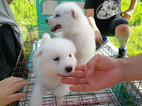 日本著名的狗狗叫什么名字，日本出名的狗叫啥-酷派宠物网