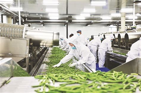 依安县 北纬四十七鲜食玉米 速冻蔬菜项目投产