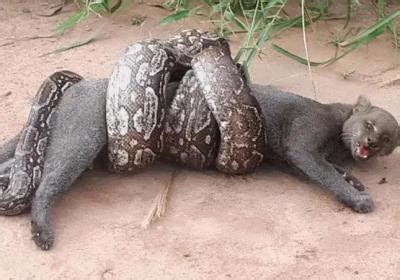 海南大蟒养殖的缅甸蟒 - 蟒蛇科普