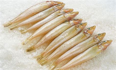 沙丁鱼是什么鱼 —【发财农业网】