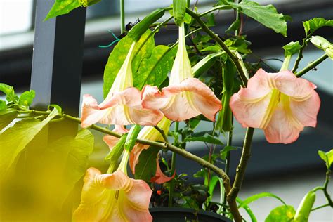 红色曼陀罗花无水印图片