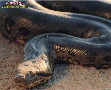 世界最大蟒蛇，印度发现14 86米网纹蟒（张口轻松吞人）_探秘志