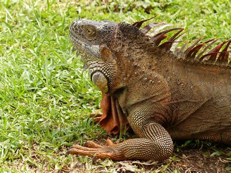 Bestellen - Grüner Leguan (Iguana iguana) in freier Wildbahn - Bildagentur