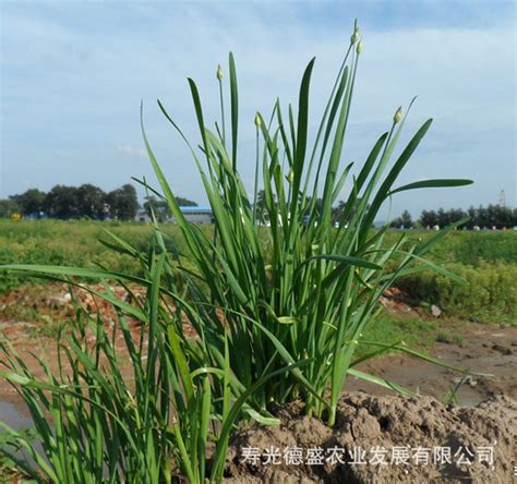 厂家供应常年雪青韭菜王种子四季易种高杂交一代蔬菜种子50克-阿里巴巴