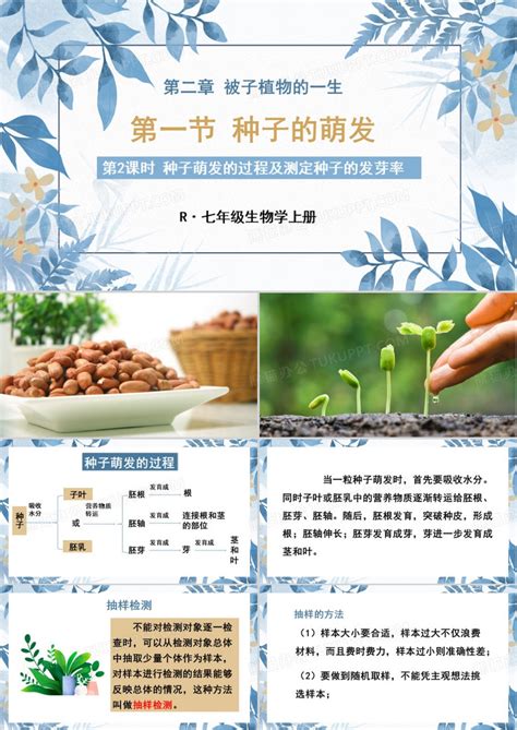 人教版七年级生物上册种子萌发的过程及测定种子的发芽率PPT模板下载_熊猫办公
