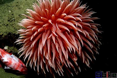 科学网—面对海葵，唯有欣赏 - 段煦的博文