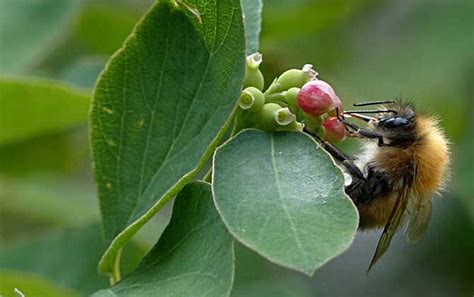 蜜蜂是怎么采蜜和酿蜜的，具体过程是什么-农百科