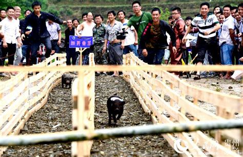 贵州从江举办首届香猪趣味运动会-贵州旅游在线