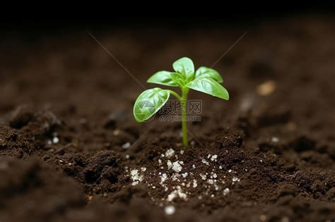 什么类型的土壤适合种植根茎类中药材？ – 云南滇农集团有限公司