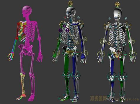 医用人体结构+人体剖面图+肌肉人+人体穴位-cg模型免费下载-CG99