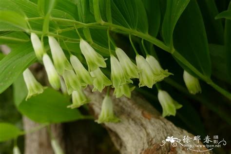 玉竹Polygonatum odoratum-花卉图片网