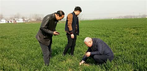 农业农村局：省市小麦专家到西平调研指导春季麦田管理工作-