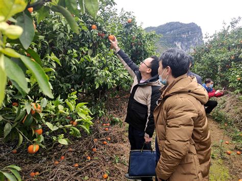 中国农业农村十大重大新技术——脐橙采后免发汗式商品化处理及贮藏保鲜技术 | 广西壮族自治区亚热带作物研究所