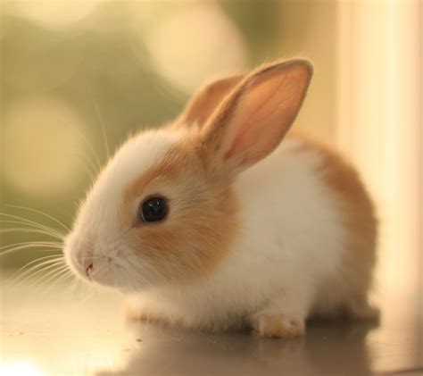 兔子怎么叫 你听，兔子在尖叫呢，难道它是因为害怕吗？ | 说明书网