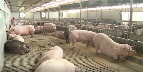 国家统计局：生猪价格环比下跌5.1%农业资讯-农信网