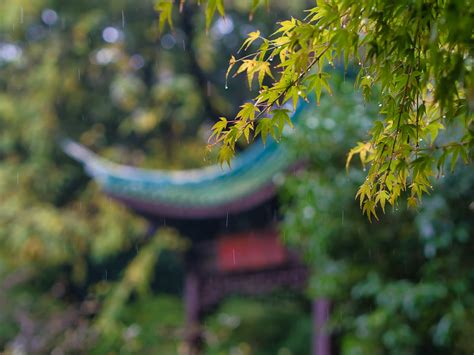 秋雨淅淅沥沥，落叶铺满街宛如彩色地毯 | 晨镜头·魔都寻秋⑧ - 周到上海