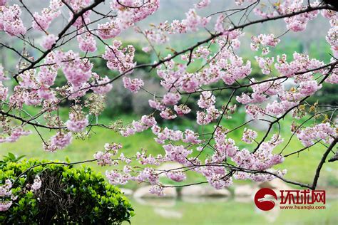 樱花的花语是什么_樱花的寓意和象征是什么?_学习力