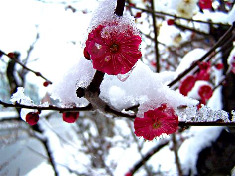大雪中的梅花图片,大雪压梅花图片,大雪梅花_大山谷图库