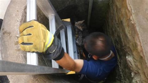 小猫被困井下，消防搭拉梯把它抱出_七环视频_澎湃新闻-The Paper