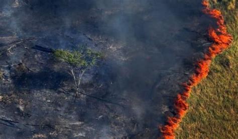 俯瞰亚马逊雨林火灾 浓烟滚滚满目苍夷-新闻中心-温州网