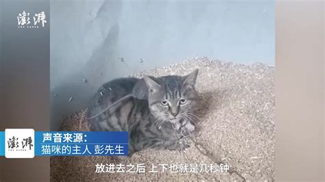 主人让猫咪进粮仓抓老鼠：它被吓得不敢动，最后还是我抓的_凤凰网视频_凤凰网