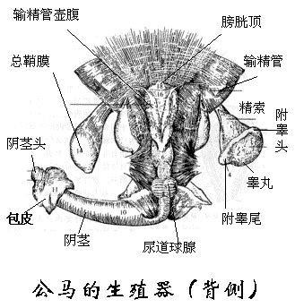 女性下体结构图图片
