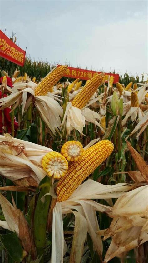 首个高产、抗倒伏、抗旱适宜粒收玉米新品种，平均亩产923.6公斤_种植