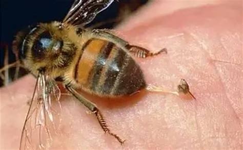 蜜蜂蛰人的九大原因 - 神农千馐