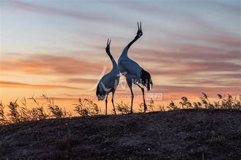 2024扎龙自然保护区一直是以丹顶鹤而闻名全国，算是齐齐哈尔必来的景点。40分钟的公交车_扎龙生态旅游区-评论-去哪儿攻略