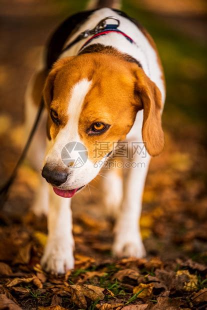 猎犬在阳光明媚的秋天森林里猎犬在寻找气味听树林的声音桑尼掉下来高清图片下载-正版图片307254757-摄图网