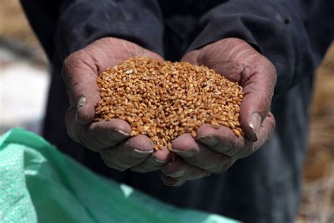 河南麦收季遇10年最严重“烂场雨”，河南小麦受灾影响几何？_北晚在线