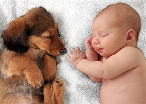 新出生的女婴和小狗高清图片下载-正版图片502919070-摄图网
